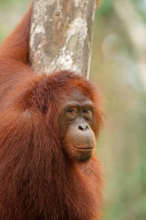 Bornean Orangutan (Pongo pygmaeus)
