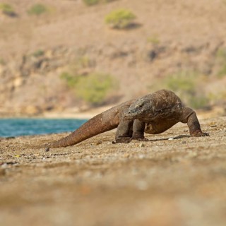 Komodo Dragon (Varanus komodoensis)
