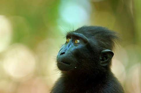 Celebes Crested Macaque (Macaca nigra)
