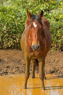 Horse taking a mud bath