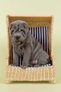 Shar Pei puppy