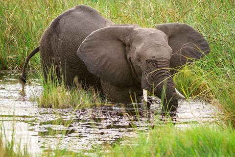 African Elephant (Loxodonta africana) standing in waterhole