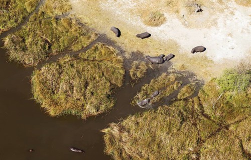 Hippopotamuses (Hippopotamus amphibius)