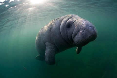 West Indian Manatee (Trichechus manatus)