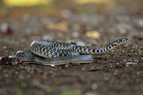 Green Whip Snake or Western Whip Snake (Hierophis viridiflavus)