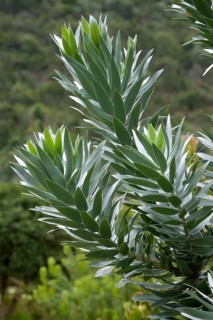 Silver tree (Leucadendrum argenteum)