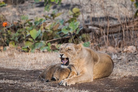 Asiatic lion (Panthera leo persica)