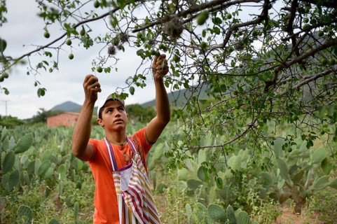 Teenager harvesting fruits of the Umbu tree (Spondias tuberosa)