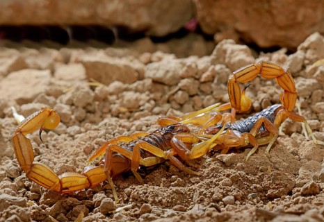 Moroccan scorpion (Buthus mardochei)