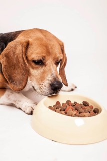 Beagle lying in front of a bowl of dry food
