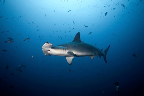 Scalloped Hammerhead Shark (Sphyrna lewini)