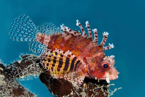 Shortfin turkeyfish (Dendrochirus brachypterus)