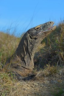 Komodo Dragon (Varanus komodoensis)