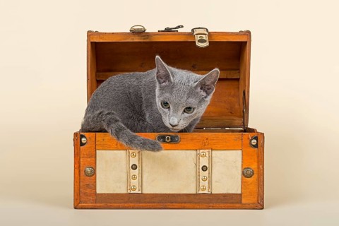 Russian Blue kitten