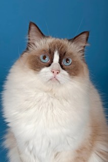 Ragdoll