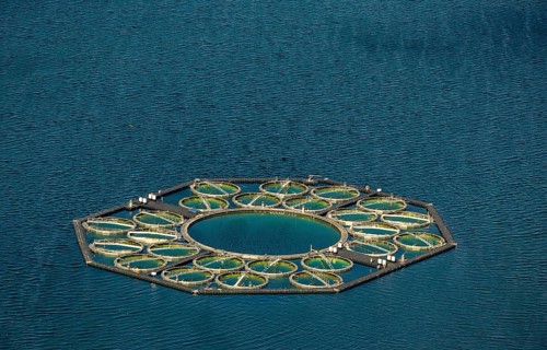 Stechlin Cisco fish farming