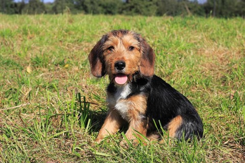 Beagle Terrier mix