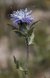 Blue safflower (Carthamus caeruleus)