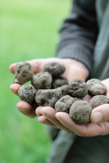 Truffle hunter with a handful of black truffles