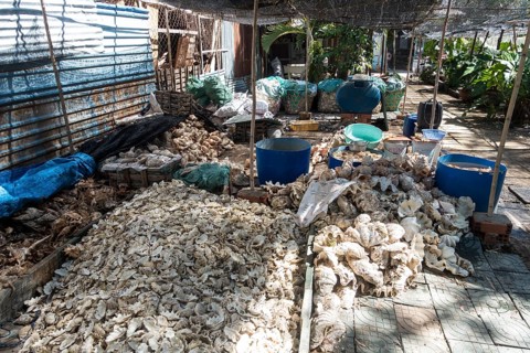 Partly protected species of shells for making jewelry and decoration