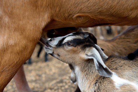 Suckling goatling (Capra hircus aegagrus)