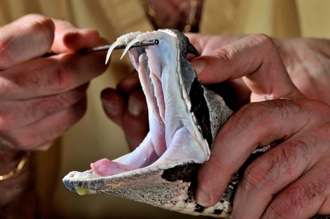 West african gaboon viper (Bitis rhinoceros)