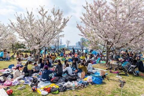 Japanese at picnic