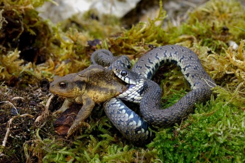 Barred grass snake (Natrix helvetica)