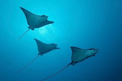 Three Spotted Eagle Rays (Aetobatus narinari)