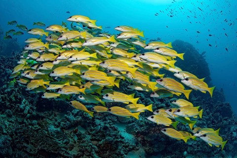 School of Bluestripe Snappers (Lutjanus kasmira) in front of a coral reef