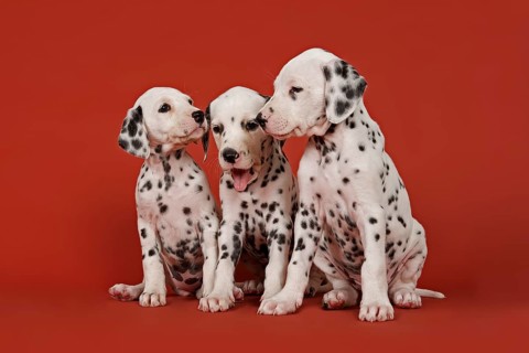 Three Dalmatian puppies