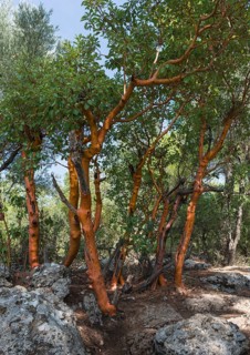 Greek Strawberry Tree (Arbutus andrachne)