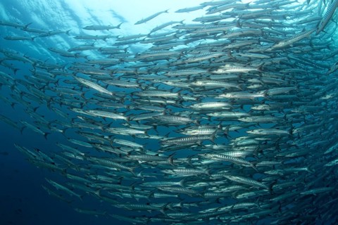 Great Swarm of Blackfin barracudas (Sphyraena qenie)