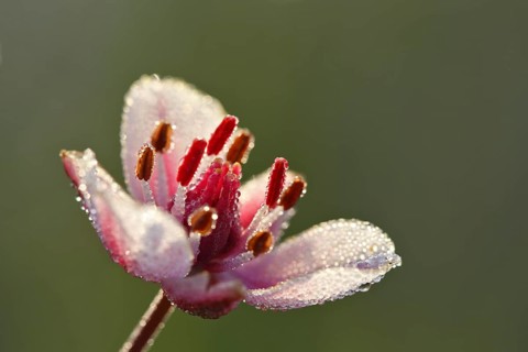 Flowering Rush (Butomus umbellatus)