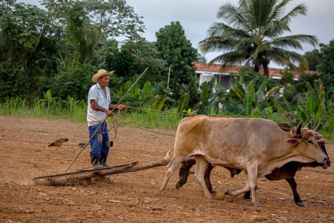 Cuban farmer on a cattle-drawn plow