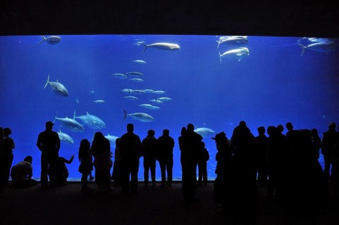 Monterey Bay Aquarium