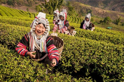 Akha hill tribe women picking tea