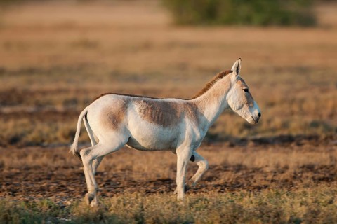 Onager or Asiatic wild ass (Equus hemionus)
