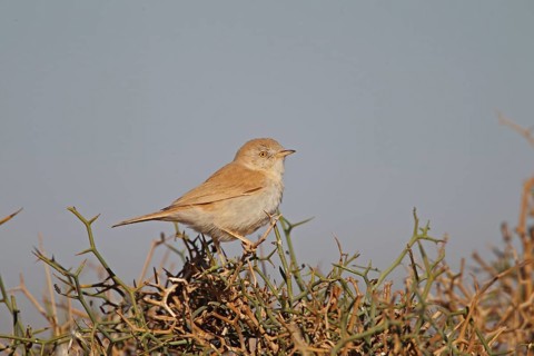 African Desert Warbler (Sylvia deserti) adult