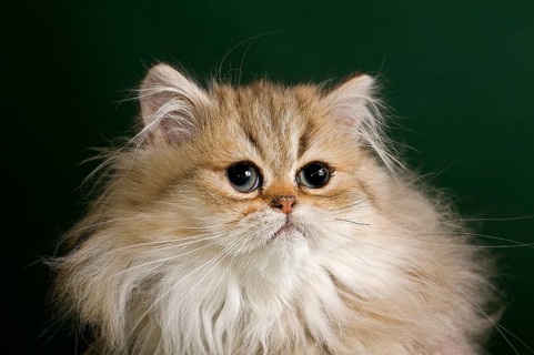 Persian kitten