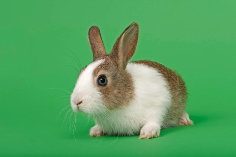 Dutch rabbit