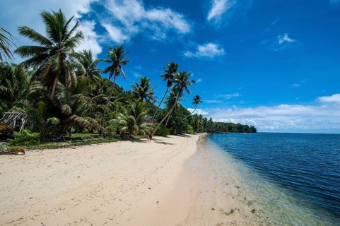 White sand beach and palm trees