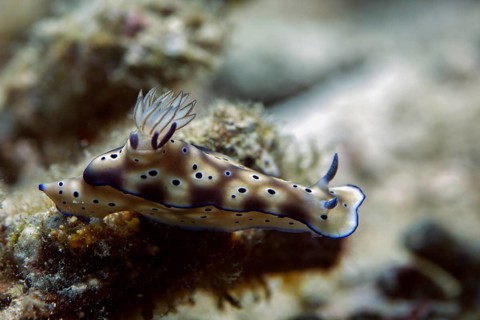 Leopard Nudibranch (Risbecia tryoni)