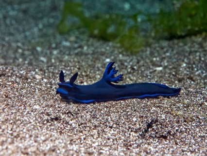 Gloomy Nudibranch