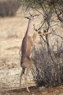 Gerenuk (Litocranius walleri) immature male