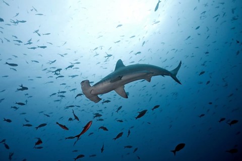 Scalloped Hammerhead Shark (Sphyrna lewini)