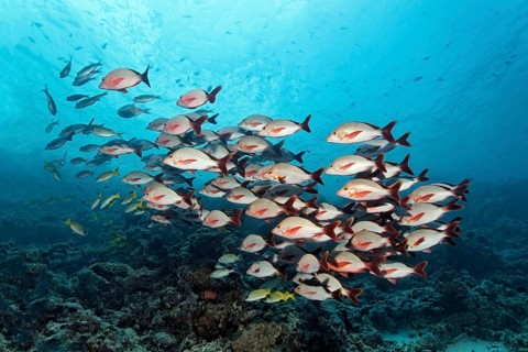 Shoal of Humpback Red Snappers (Lutjanus gibbus) over a coral reef