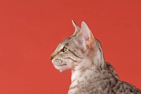 Pedigree cat