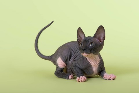 Donskoy cat or Don Sphynx