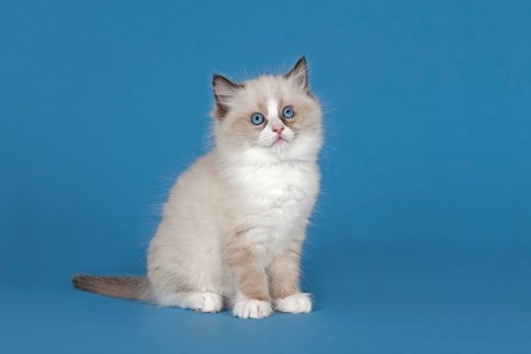 Ragdoll cat